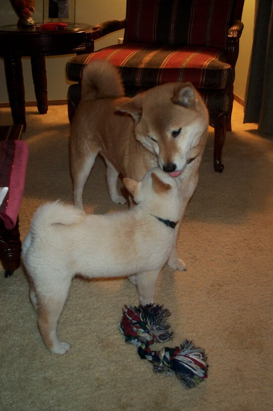 英格拉姆,一位天才解读者如何让黄蜂吞噬猛龙