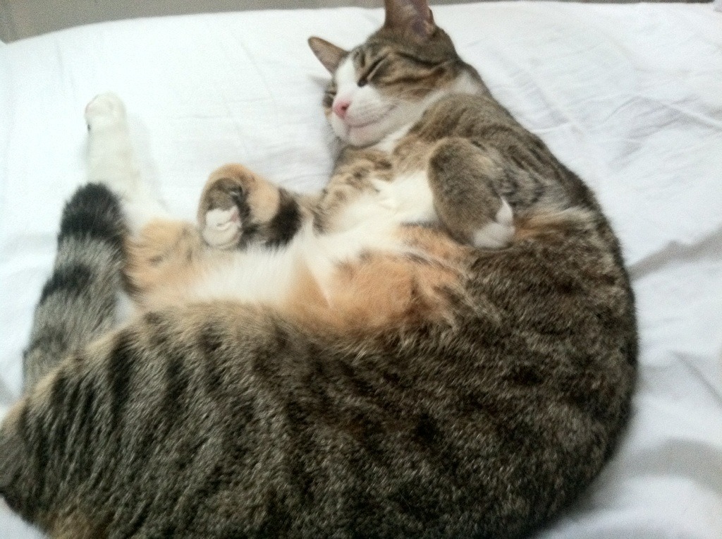 跨界核心，从老特拉福德到枫叶球场，拉什福德如何重新定义攻防转换