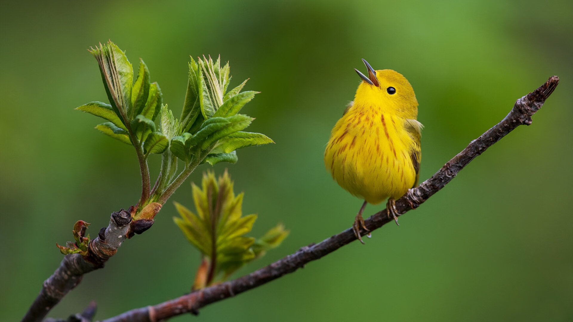 从黄蜂惨败到世界杯之王，范弗利特的反差人生