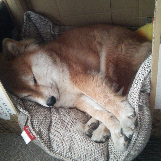 虚拟巅峰对决,北京队数据战术轻取绿军,西亚卡姆排名争夺战个人秀震撼篮坛