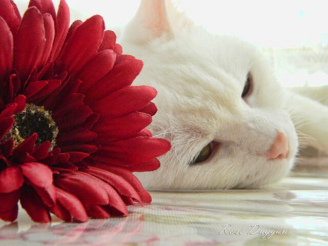 莫兰特刷新社交媒体纪录，步行者对阵马刺激战成最佳背景