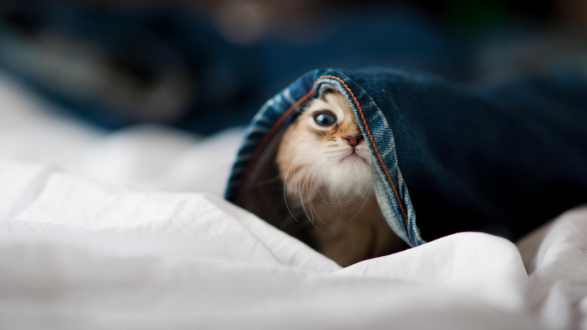 极速收割，当赛道开拓者遇上数据奇才