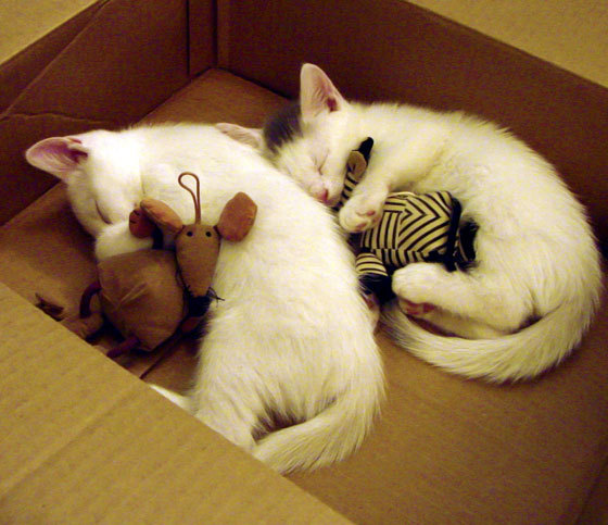 当安联的喧嚣淹没伯纳乌,波士顿的塔图姆正校准准星