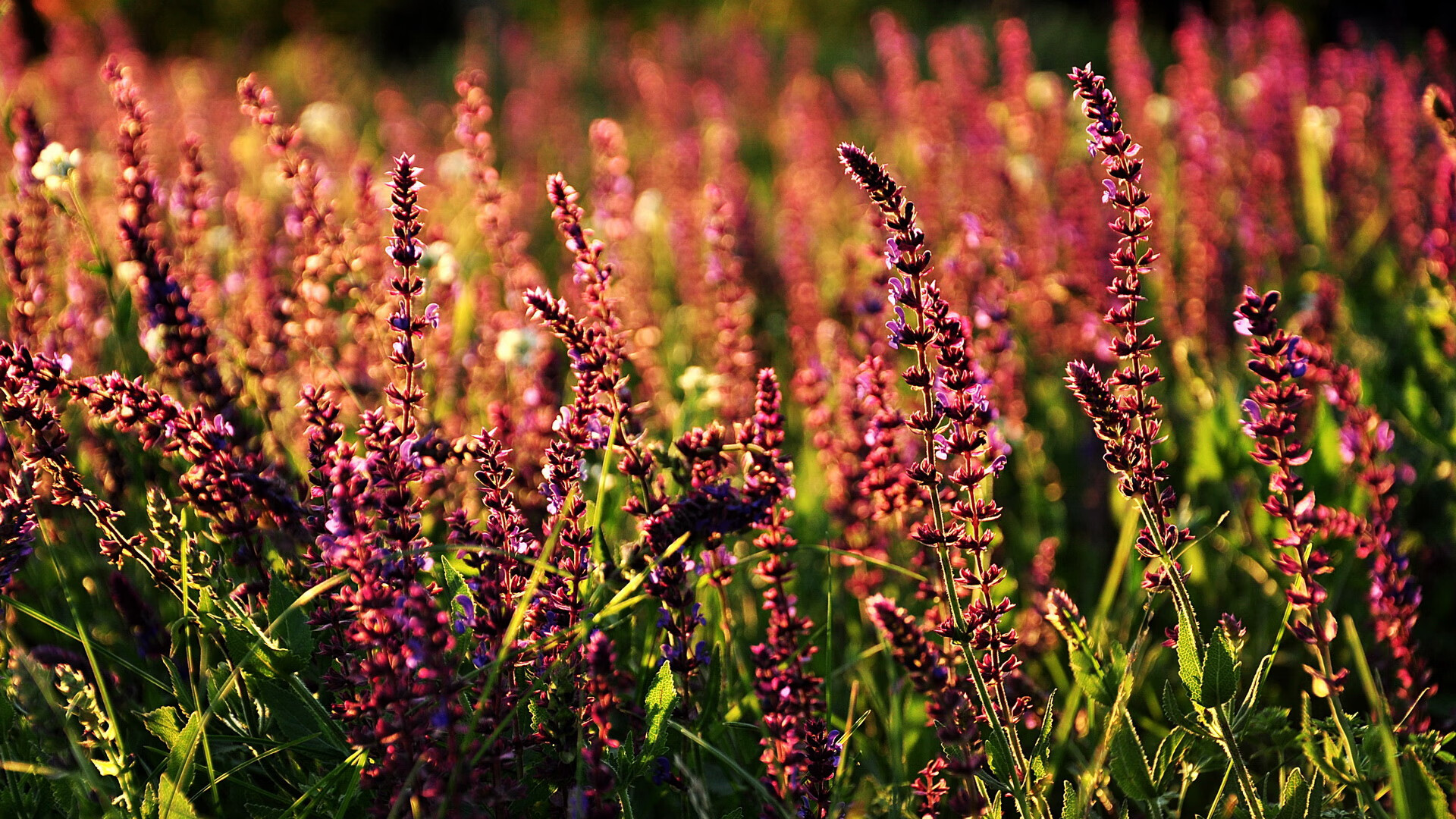 雷火电竞亚洲先驱-洪都拉斯收割亚特兰大，拉亚变身关键先生书写黑马传奇