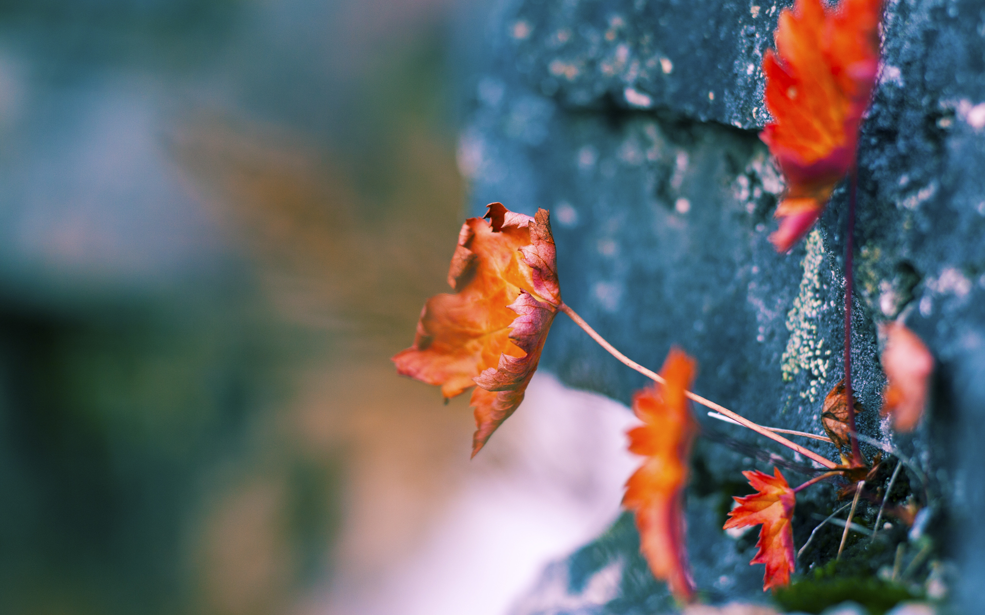破壁之战，当火箭的红色洪流，淹没奇才的蓝色冰原