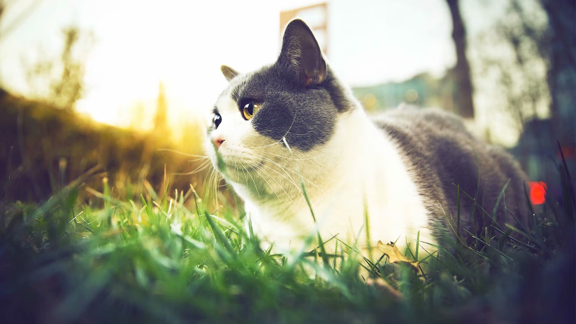 魔幻血月之夜，当福克斯在年度焦点战中撕裂规则，统治全场