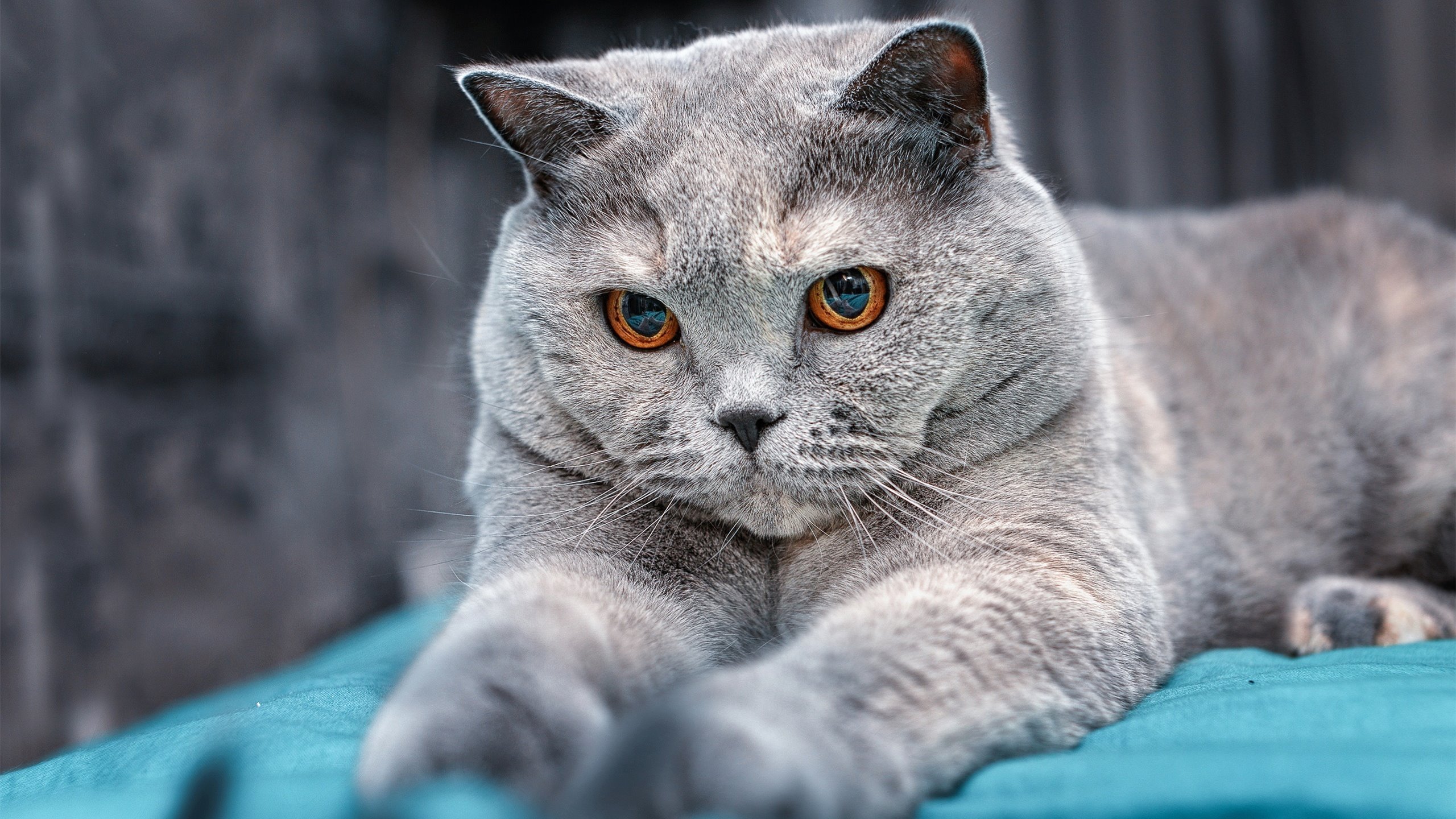 团队碾压或个人英雄，当美国横扫突尼斯，努涅斯在德甲接管比赛，哪种统治力更震撼？