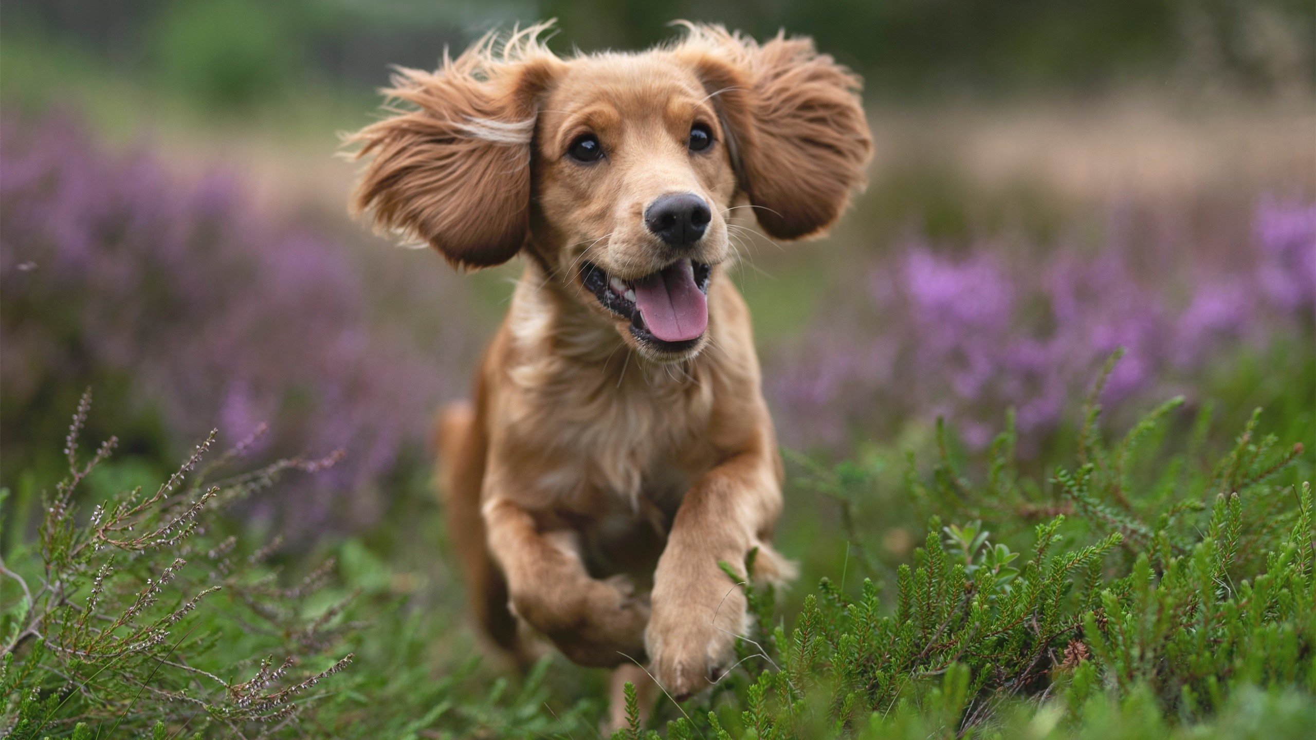 冷门战略家，当塞内加尔震撼英格兰，拉亚在欧冠半决赛提前演绎门将接管时代