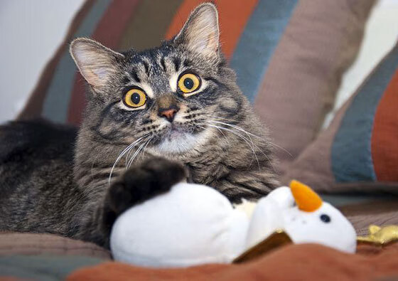 内线主宰外线，西亚卡姆存在感为火箭刻下唯一节奏权